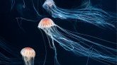 Ukraine - Vidéo : une mer envahie par des milliers de méduses 