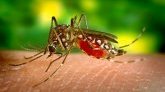 Les députés s'intéressent de plus près à la dengue à La Réunion