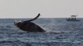 Protection des baleines en Nouvelle-Zélande : le roi des Maoris réclame des droits équivalents à ceux des humains