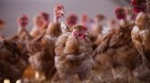 Grippe aviaire : près de 600 000 volailles abattues en un mois