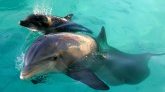 Charente-Maritime : un dauphin éventré retrouvé au large de l'île d'Oléron