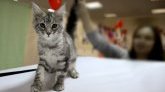 Eure : ouverture d'une enquête après la torture de chatons par des ados sur Snapchat