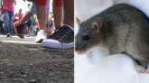 Saint-Leu : l'école du Plate fermée ce vendredi suite à la présence de rats 