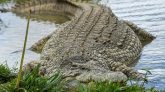 Inde : elle jette son fils handicapé dans une rivière pleine de crocodiles