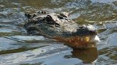 Indonésie : leur animal de compagnie est un crocodile !
