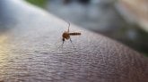 Piqûres de moustiques : nos conseils pour calmer les irritations !