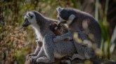 Madagascar : plus d'un quart de lémuriens sur les 112 existantes en grand danger