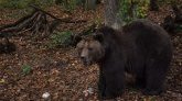 Un ours traîne le corps d'une victime d'accident dans les bois : une scène rare aux États-Unis