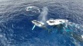 Saint-Gilles : plus de 50 baleines observées lors d'une sortie en mer