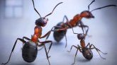 Une nouvelle étude révèle le nombre probable de fourmis sur Terre
