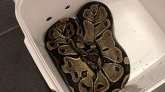 Frayeur à Sainte-Clotilde : un python retrouvé au bord de la route