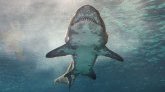 Etats-Unis : un père combat un requin qui a mordu son fils 