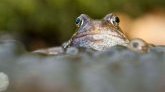 Québec : une grenouille vivante dans un poivron