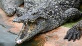 Madagascar : après les inondations, les crocodiles débarquent sur la terre ferme 