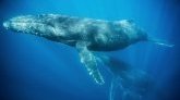 La forte chaleur dans l'océan serait à l'origine des décès de milliers de baleines ?