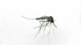 Wallis et Futuna : alerte à la dengue, un cas importé de Guyane