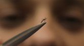 Mayotte : surveillance accrue des autorités sanitaires face à l'épidémie de dengue à Petite Terre