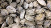 Bretagne : elle trouve une perle dans son assiette de palourdes