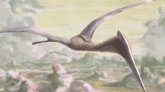 Etats-Unis : découverte d'un ptérosaure, premier vertébré capable de voler