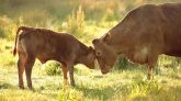 Angleterre : un cas de la maladie de la "vache folle" détecté dans une exploitation