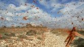 Corse : Bonifacio est envahi par des sauterelles 