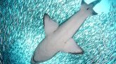 Découvrez ces images impressionnantes d'un requin prêt à engloutir un plongeur !