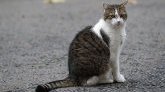 Allier : un chat sauve ses maîtres, victimes d'une intoxication au monoxyde de carbone 