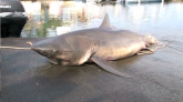 Le conseil scientifique dénonce des pêches illégales du Centre sécurité requin