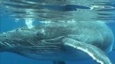La Réunion veut inscrire le Chemin des Baleines à l'Unesco
