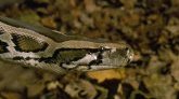 Etats-Unis : un concours organisé pour réguler le nombre de pythons birmans en Floride