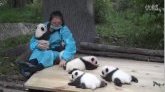 Chine : des "câlineurs" de bébés pandas géants recherchés par une réserve