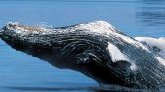 Une baleine blessée vient mourir au port de Calais