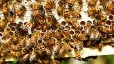 Haute-Loire : un couple de promeneurs attaqué par un essaim d'abeilles