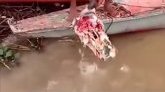 Brésil : des piranhas dévorent une tête de bœuf à une vitesse folle 