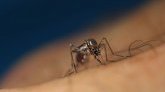 Vous êtes-vous déjà demandé pourquoi vous attirez les moustiques ?