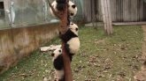 Solidarité animale : ces trois pandas s'épaulent pour descendre d'un arbre