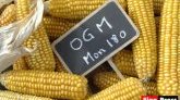 Le maïs OGM de Monsanto n'est plus interdit
