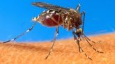 Certains moustiques deviennent végétariens : découvrez pourquoi ?