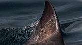Brésil : plus de 28 tonnes d'ailerons de requins saisis, un record
