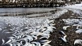 Maurice : une dizaine de poissons retrouvés morts sur la plage de Tamarin
