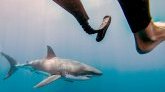 Biodiversité : malgré les réglementations en matière de pêche, la population de requins connaît une diminution alarmante