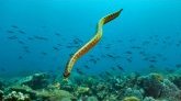 Morsure de serpent de mer : recensement d'une première victime humaine