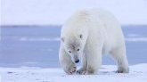 Cas inédit dans le monde : un ours polaire succombe à la grippe aviaire en Alaska