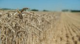 La FAO annonce une baisse des prix alimentaires mondiaux avec la chute des cours des céréales