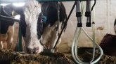 Un cas de la maladie de la vache folle identifié aux Pays-Bas 