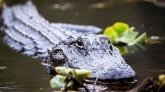 Texas : la dépouille d'une femme découverte dans la bouche d'un alligator