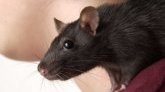 Tanzanie : une mystérieuse maladie identifiée comme étant "la maladie du rat"