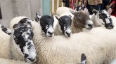 Pour sauver une classe, une école en Moselle inscrit quatre moutons dans son effectif