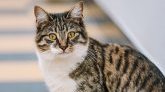 Angleterre : une quadragénaire en train de faire une crise cardiaque est réveillée par son chat