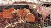 Grippe aviaire : Un foyer détecté à Saint-Louis, mesures de prévention en cours